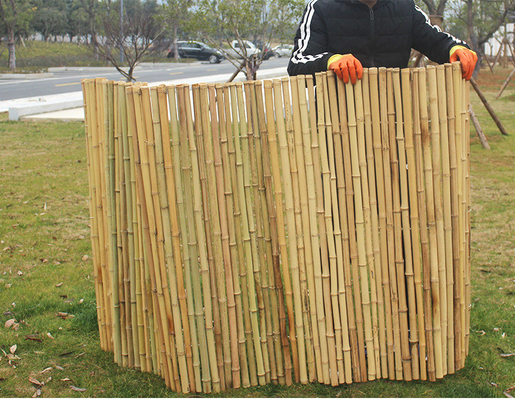 Natürlicher Bambus-Pole Bambusprivatleben-Zaun For Garden Tonkin 240 cm-Hoch