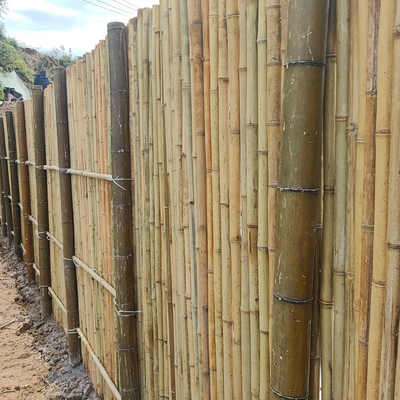 Natürlicher Bambus-Pole Bambusprivatleben-Zaun For Garden Tonkin 240 cm-Hoch