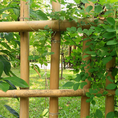 Getrocknete behandelte im Garten arbeitende Bambusstock-Pole-Stock-Stangen 16cm für Bau