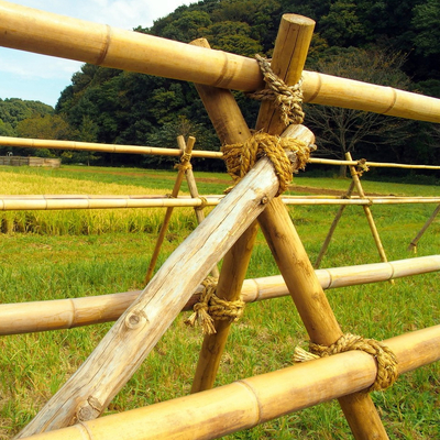 100% natürlicher roher 240cm Bambus-Pole, der Deoration 60cm bis 595cm errichtet