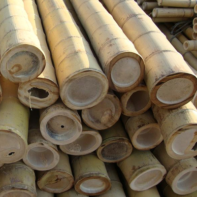 Roher Bambus-Pole 100% natürlich für Gartenarbeitbau-und Dekorations-hochwertige Bambusstöcke/Stangen
