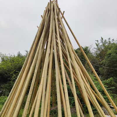 Roher Bambus-Pole 100% natürlich für Gartenarbeitbau-und Dekorations-hochwertige Bambusstöcke/Stangen