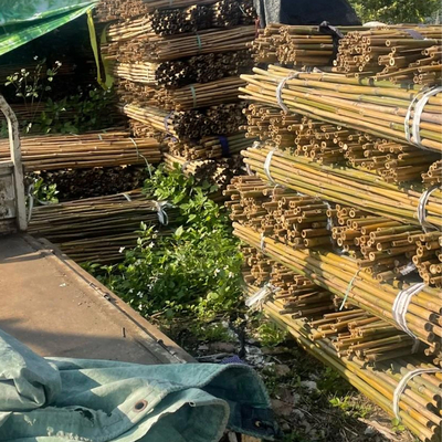 Roher Bambus-Pole 100% natürlich für Gartenarbeitbau-und Dekorations-hochwertige Bambusstöcke/Stangen