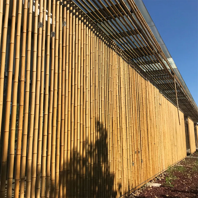 Roher Bambus-Pole 100% natürlich für Gartenarbeitbau-und Dekorations-hochwertige Bambusstöcke/Stangen
